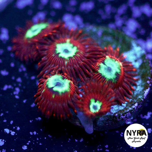 Hot shot Zoanthid