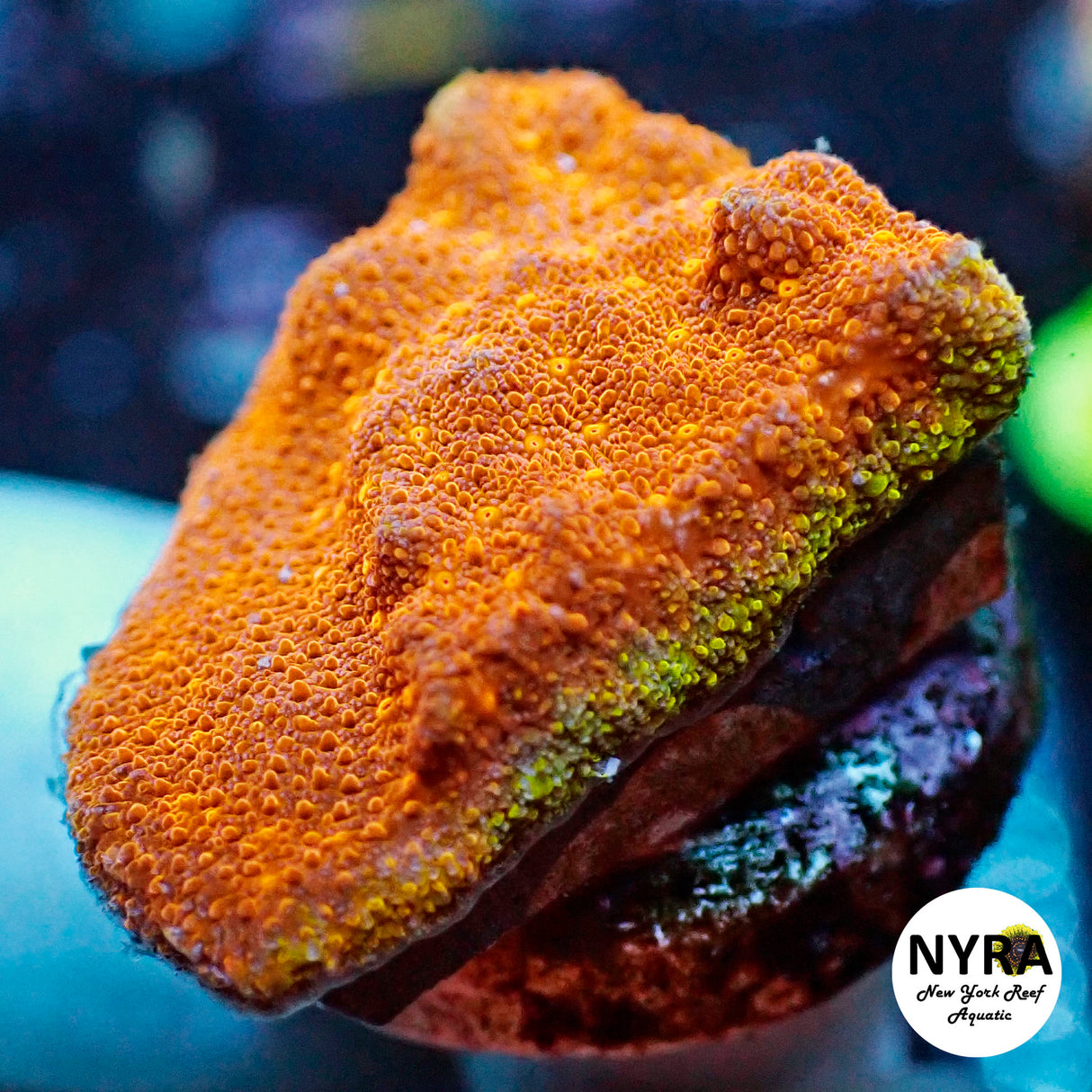 NYRA Watermelon Psammacora