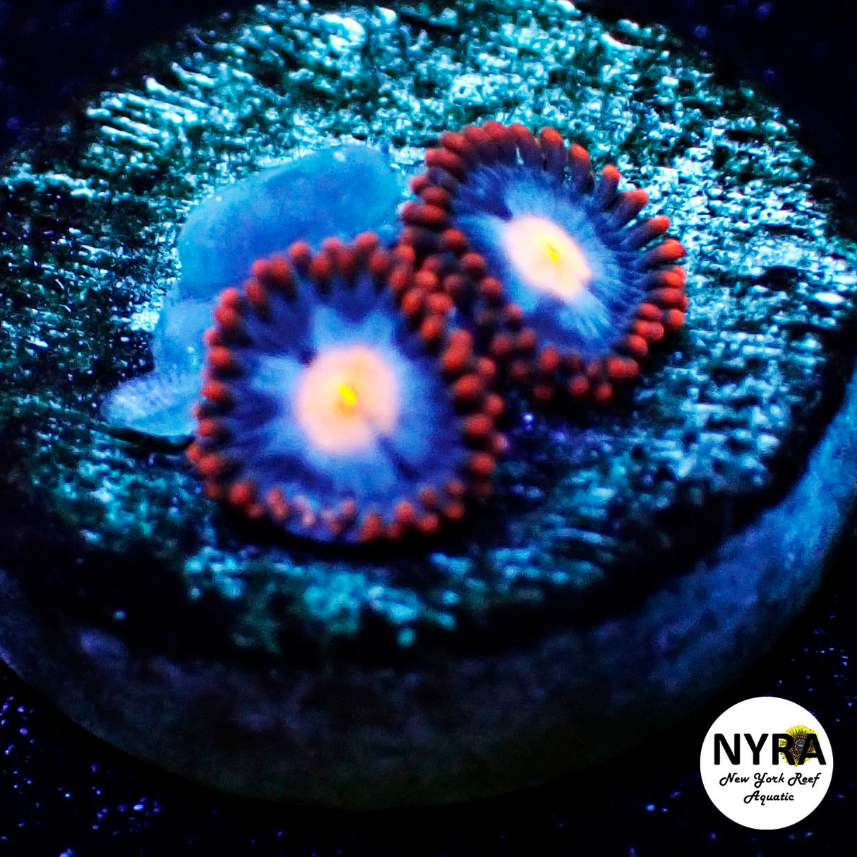 Mystique Zoanthids
