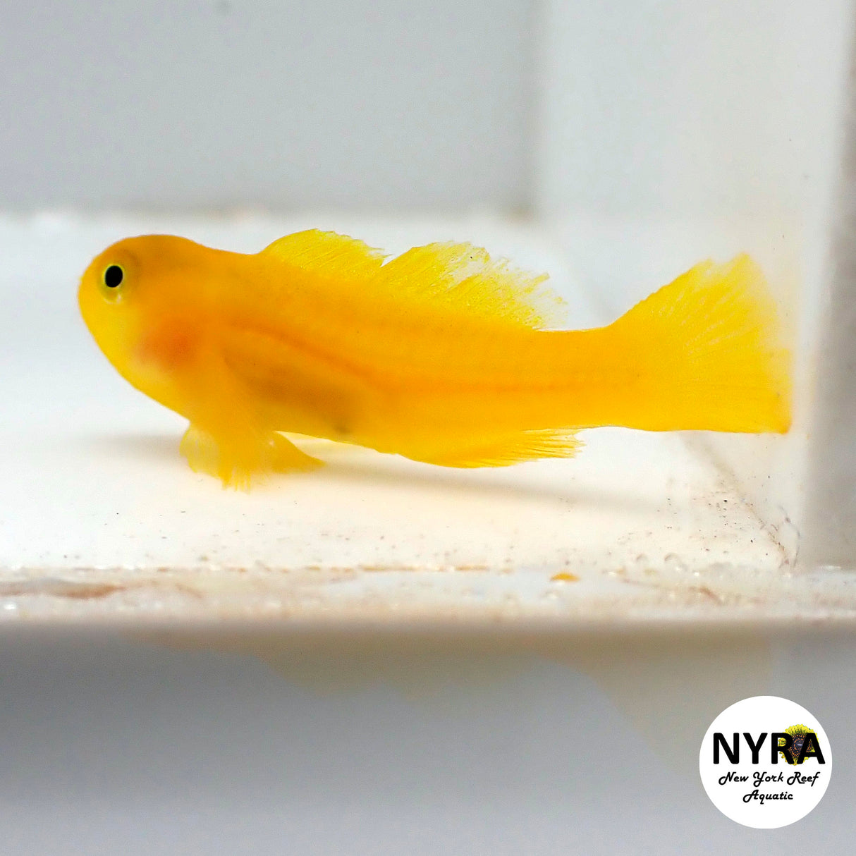 Yellow Clown Goby