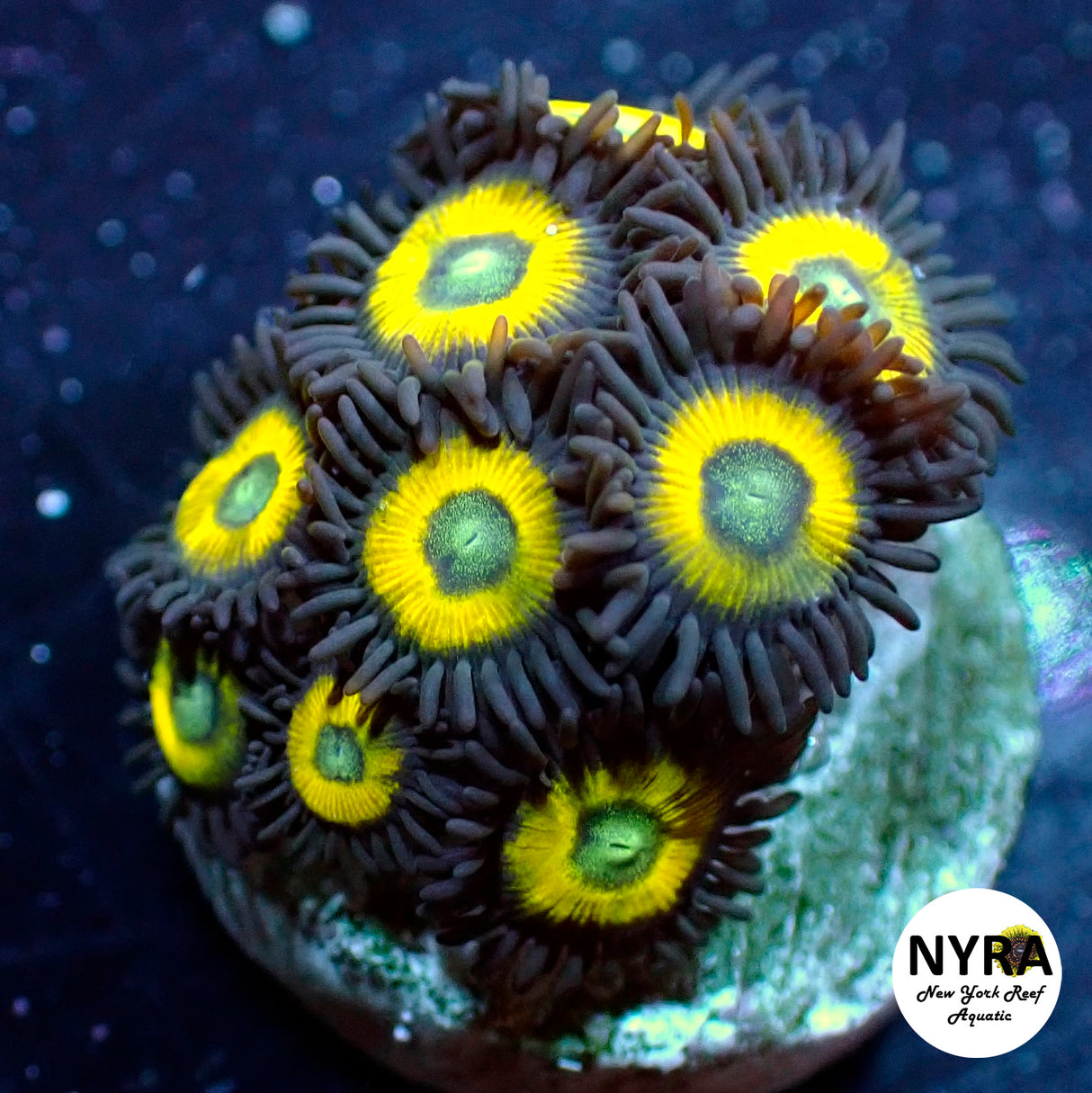 Yellow Submarine Zoanthid