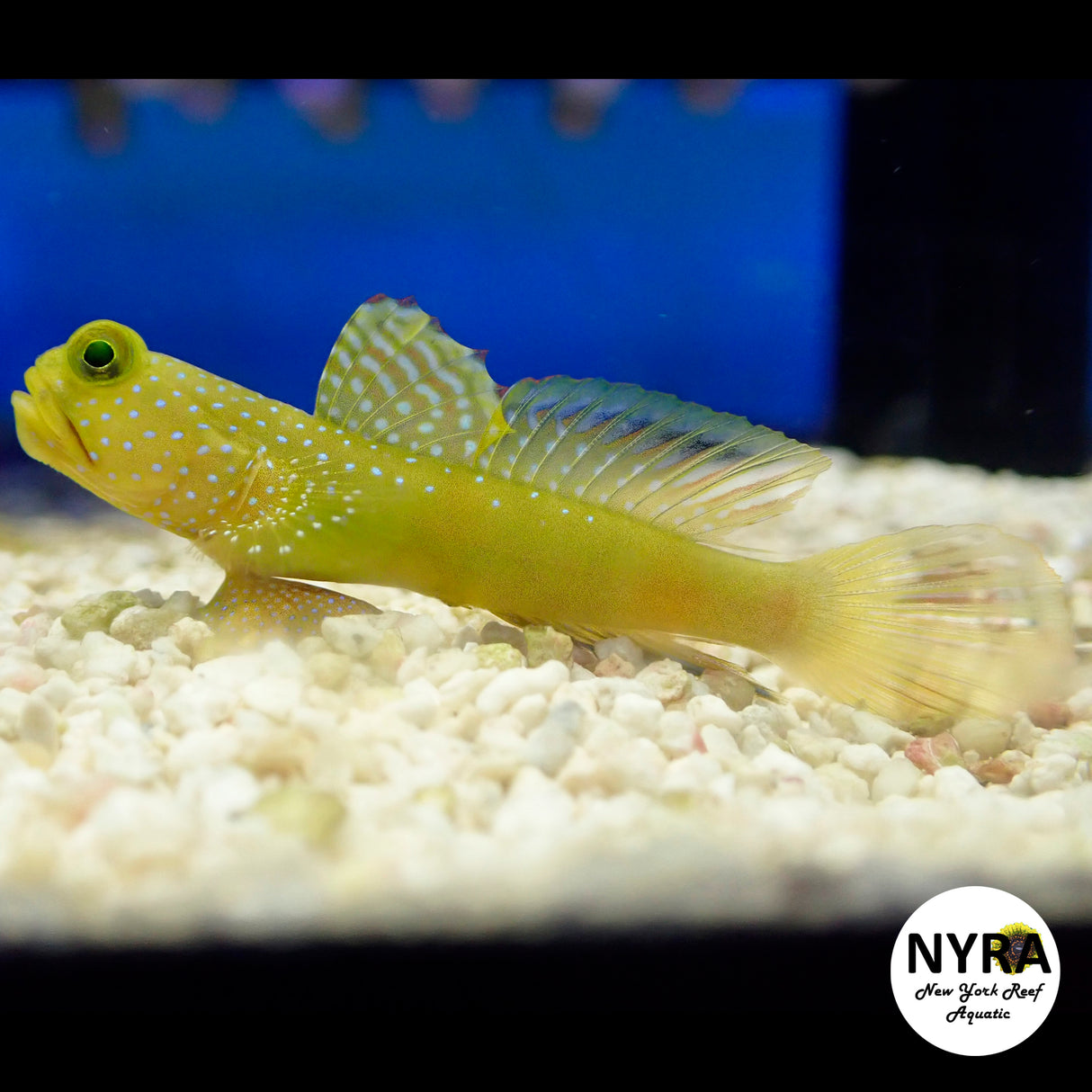Yellow Watchman Goby