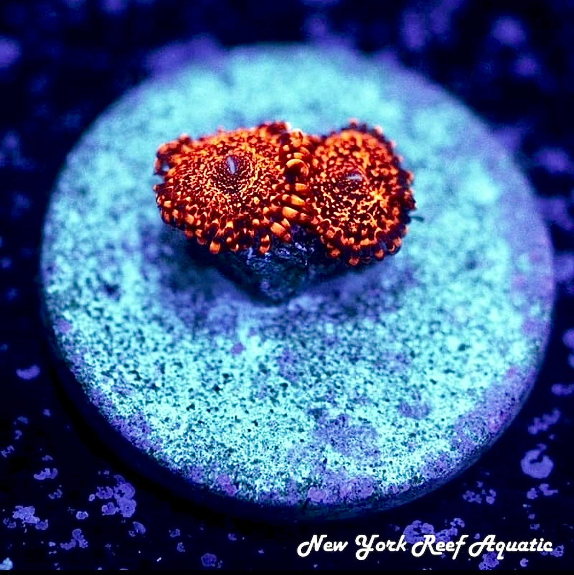 Nightmare Zoanthids
