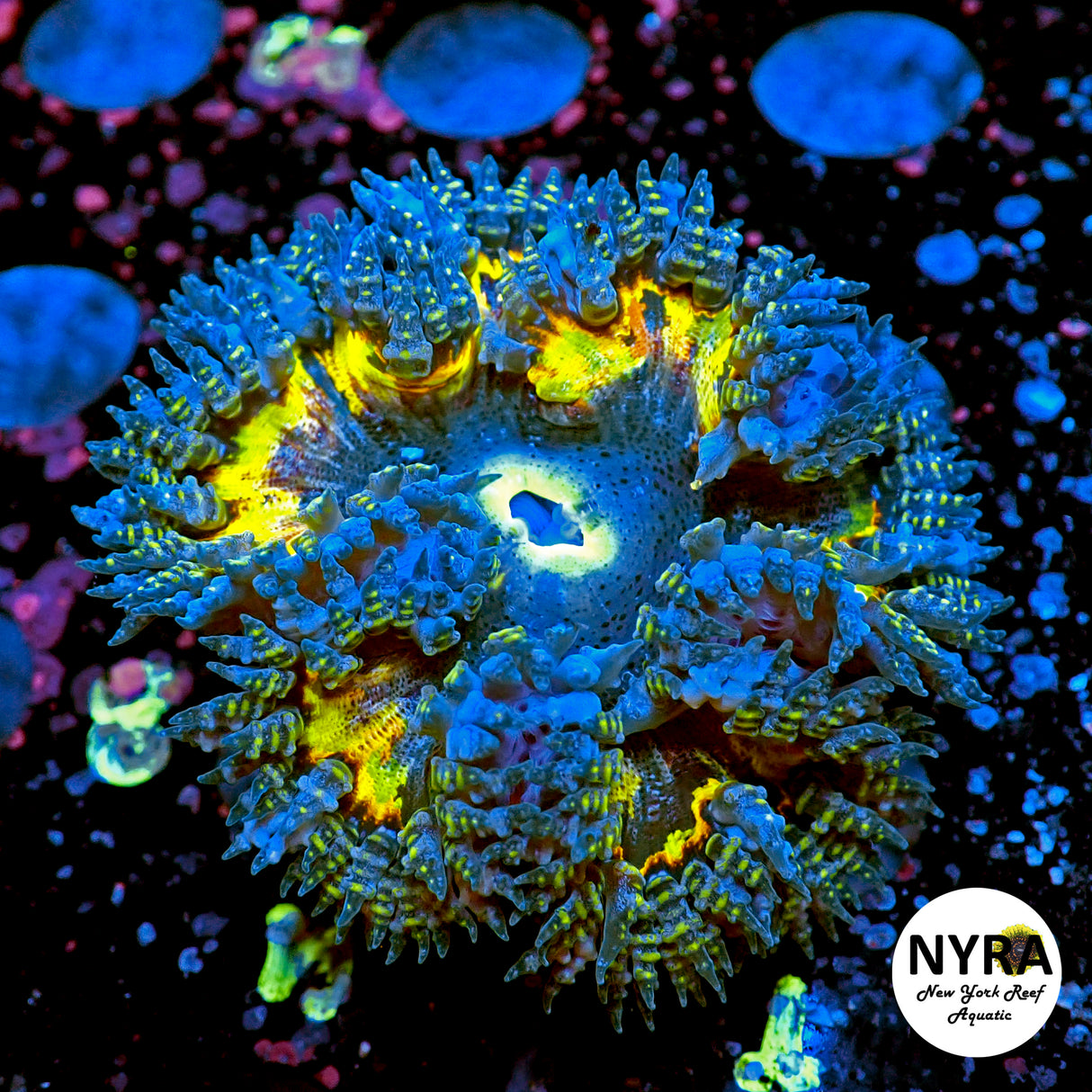 NYRA Paintball Madness Rock Flower Anemone (Super Grade) Limited Edition