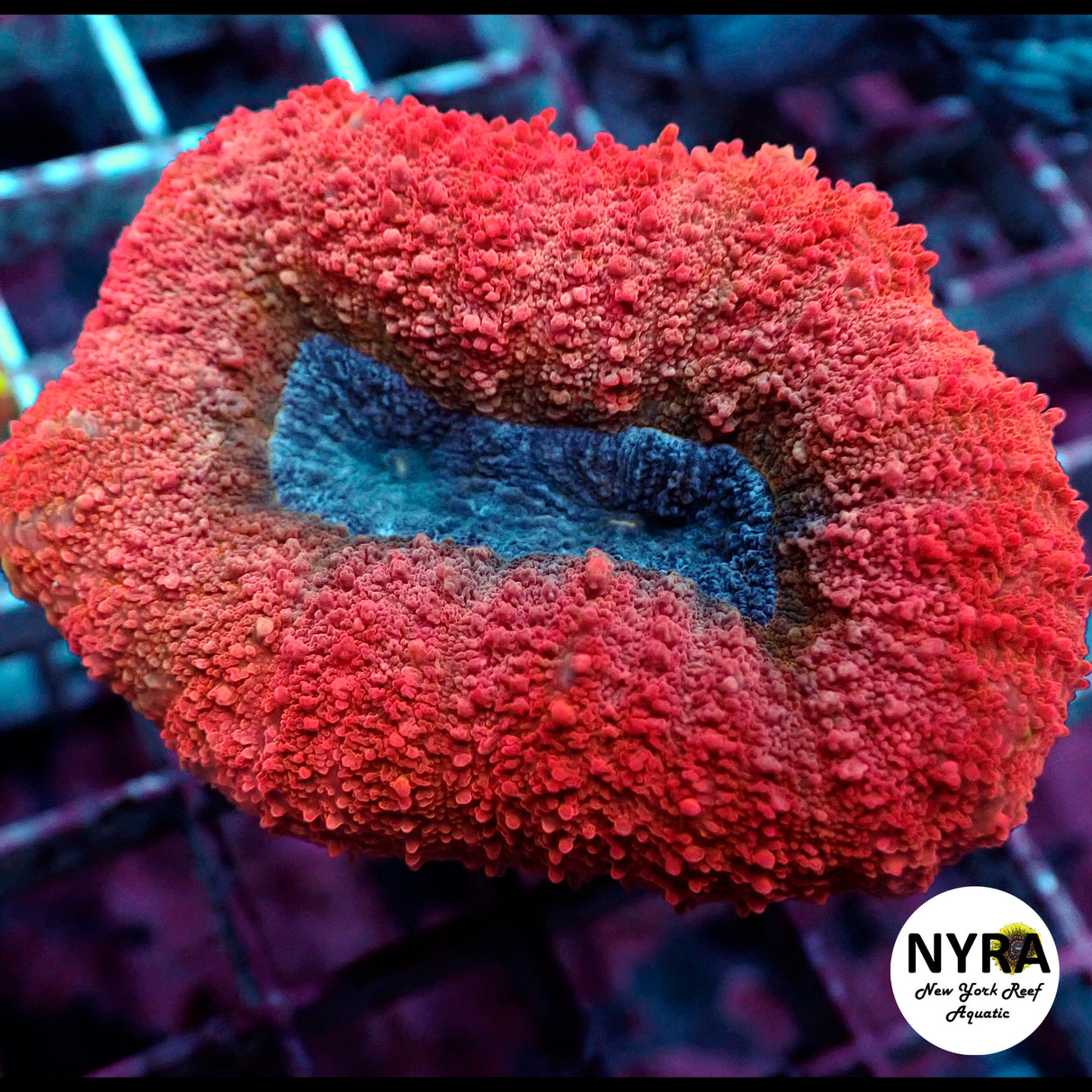 NYRA Supreme Hot Pink Lobophyllia