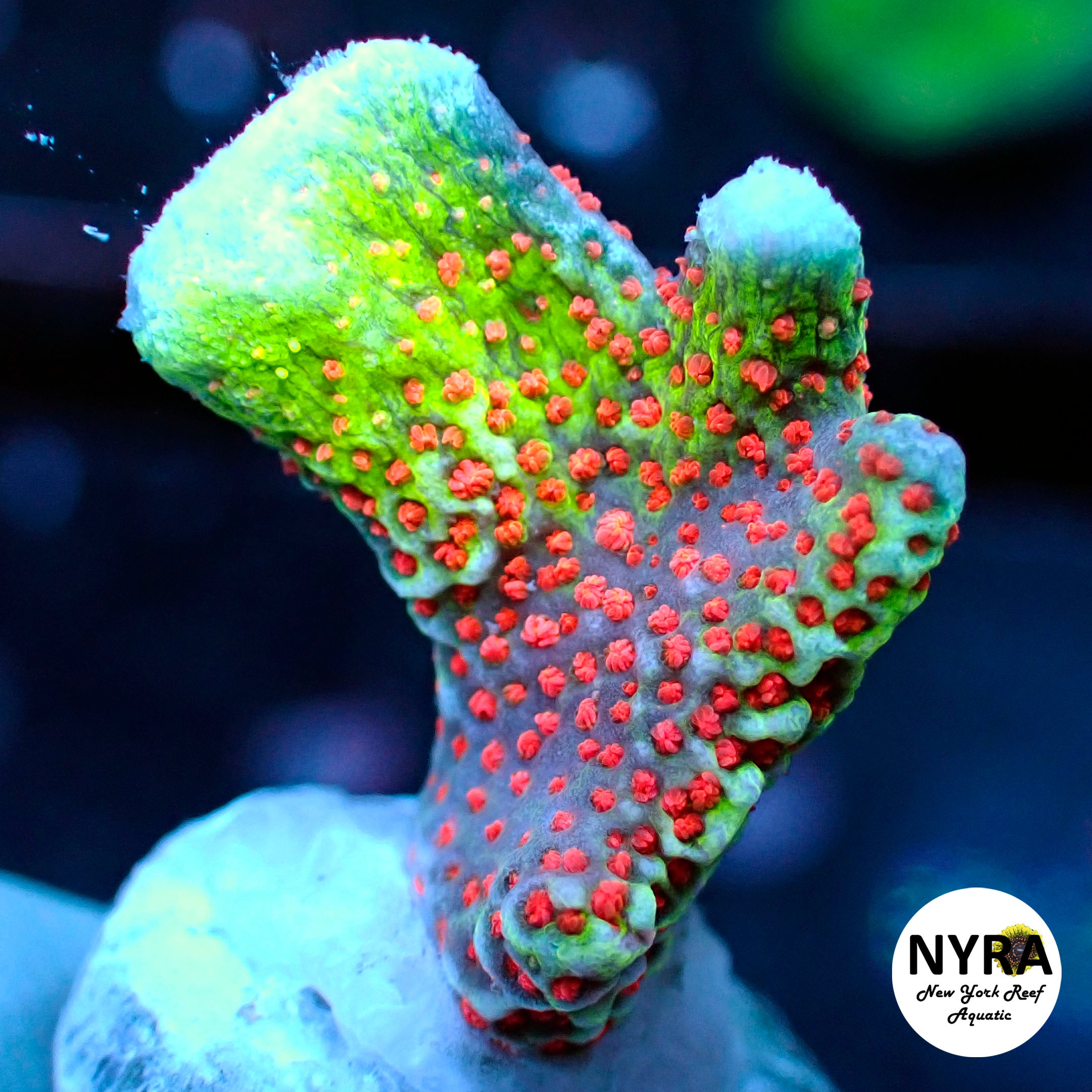 Bubblegum Digitata - SM WYSIWYG – New York Reef Aquatic
