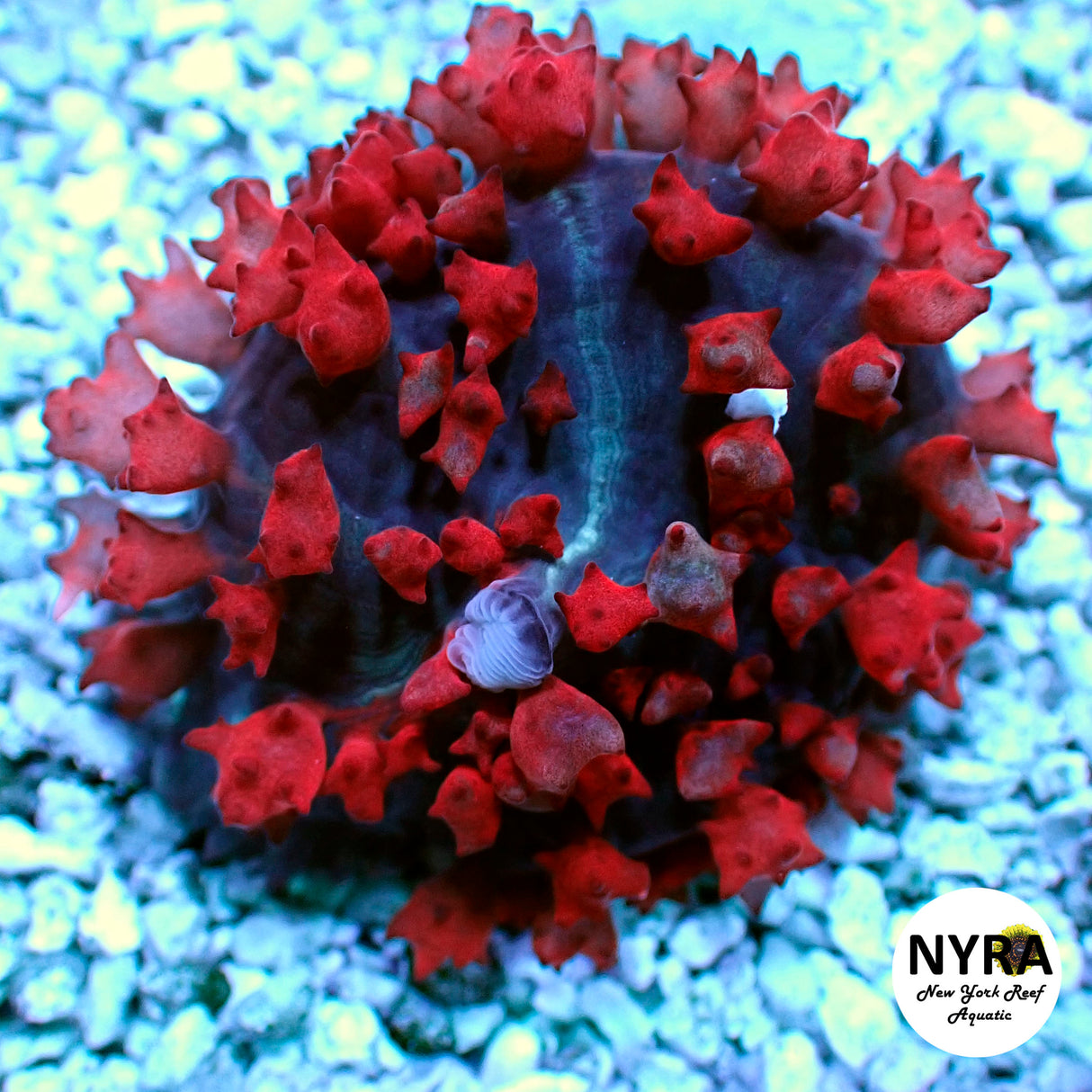 Red St Thomas Mushroom ~2in fully open - WYSIWYG