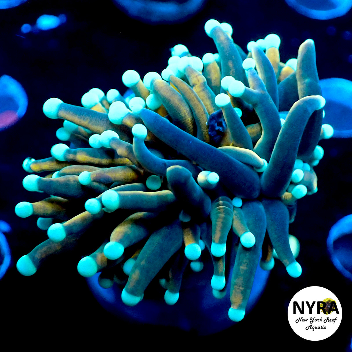 NYRA Diabolical Torch 1 Head