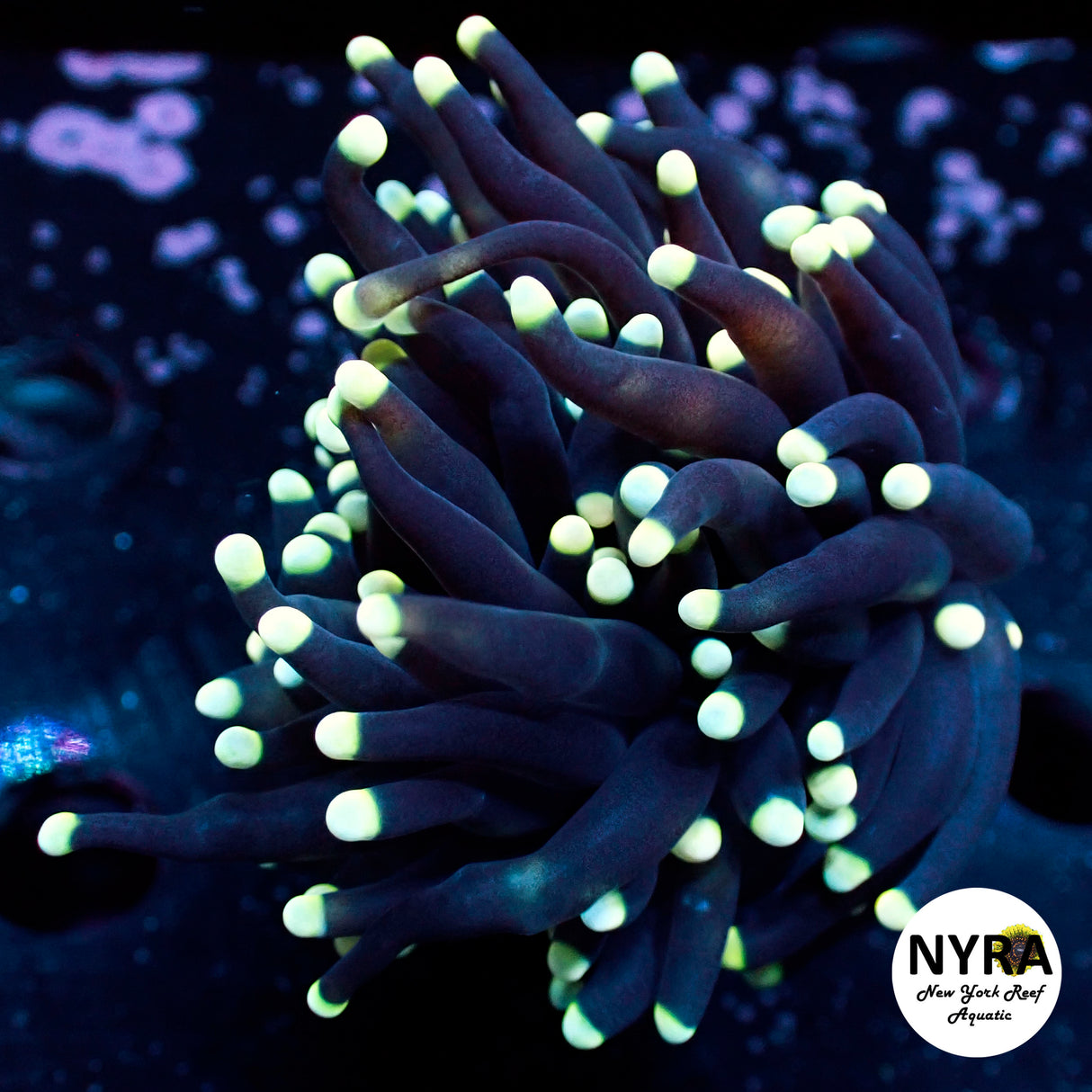 NYRA Yellow Tip Nightlight Torch