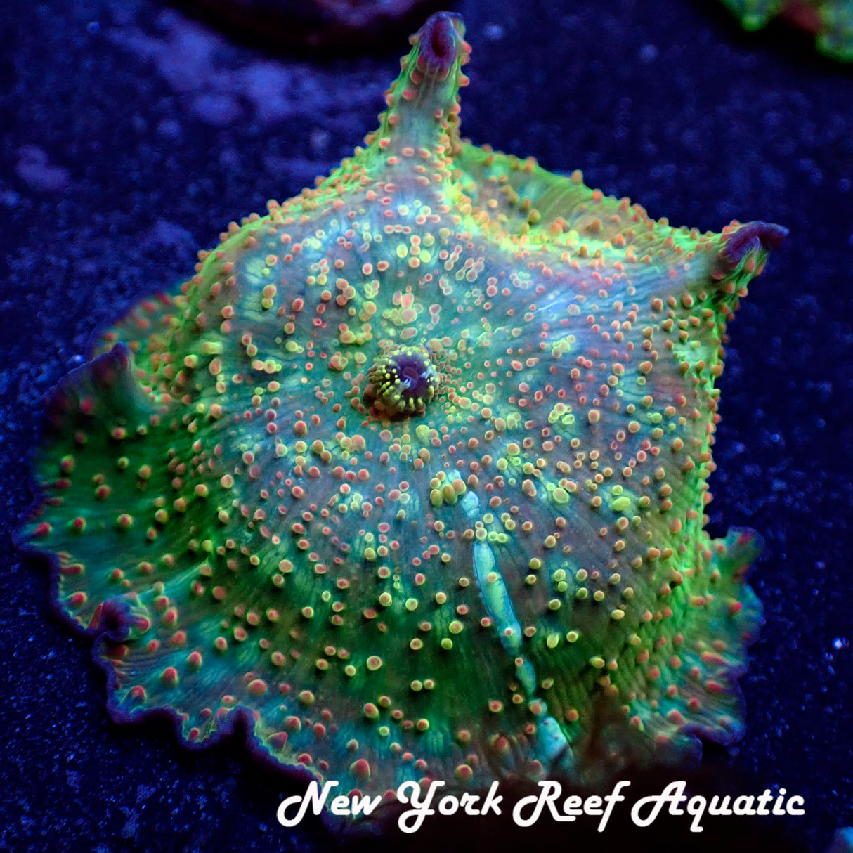 NYRA Paradise Rhodactis Mushroom (LG)