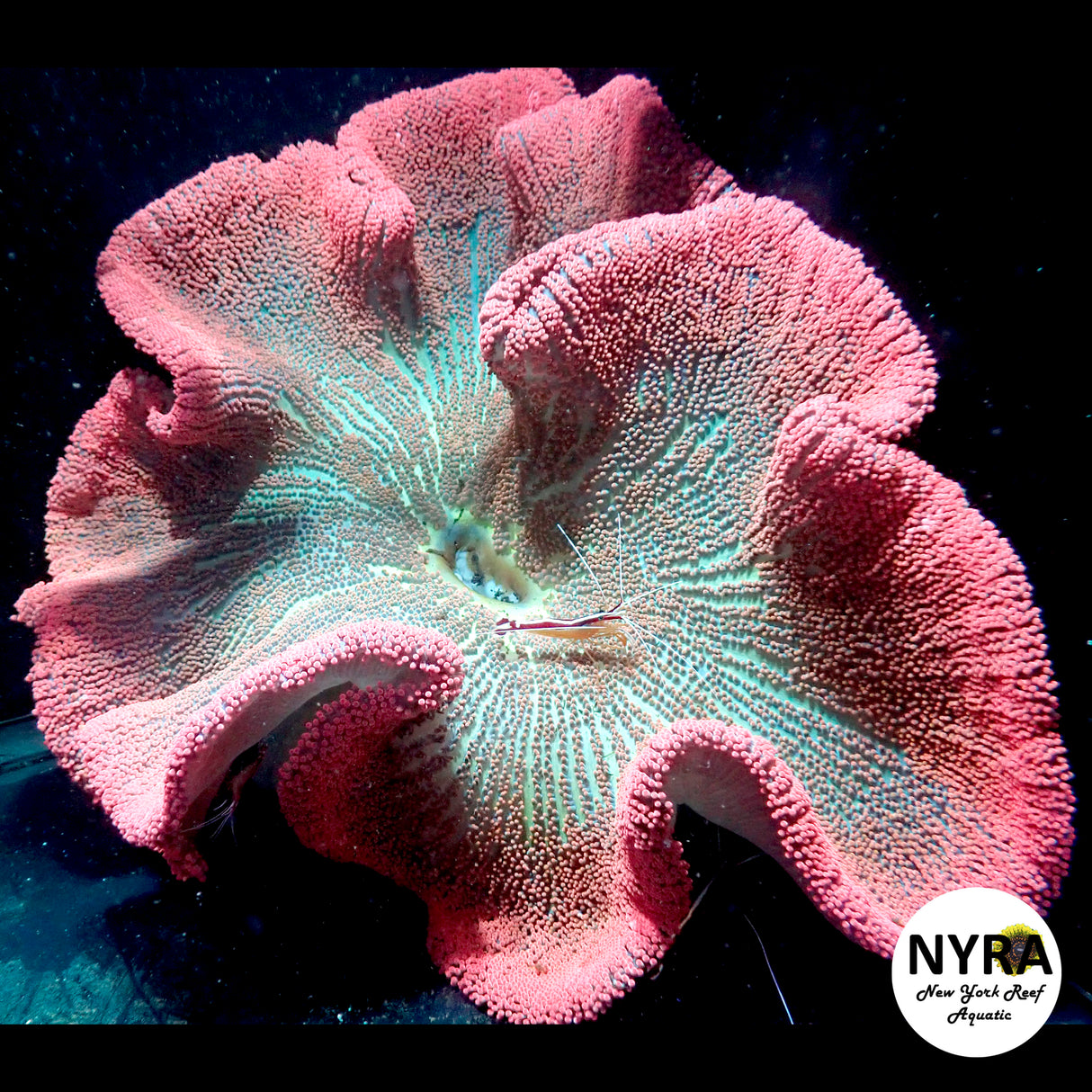 Ultra Pink Rainbow Carpet Anemone 18-20in
