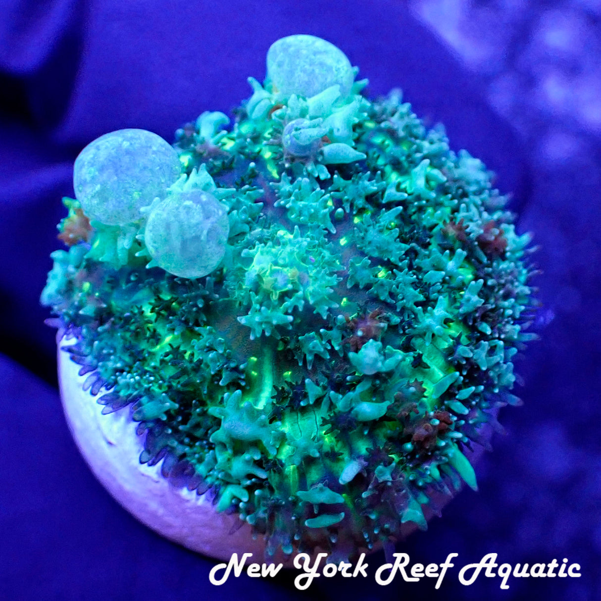 WYSIWYG WWC Frostbite Bounce Mushroom