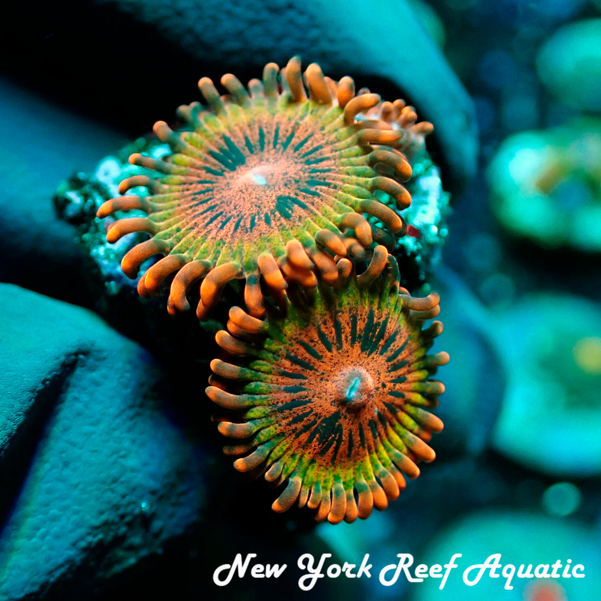 Speckled Krak Zoanthid