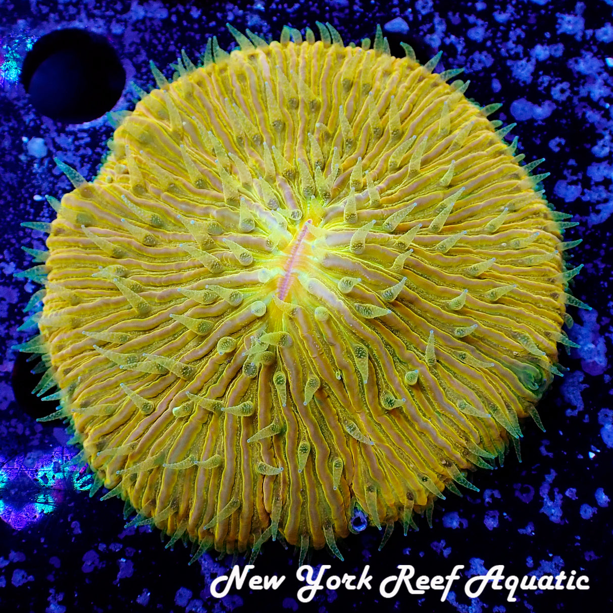WYSIWYG Light Orange Plate Coral 2.5 in