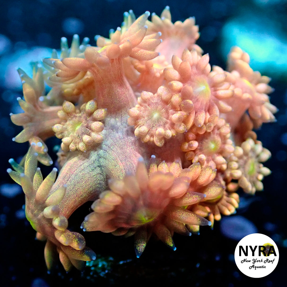 NYRA Maria Maria Goniopora