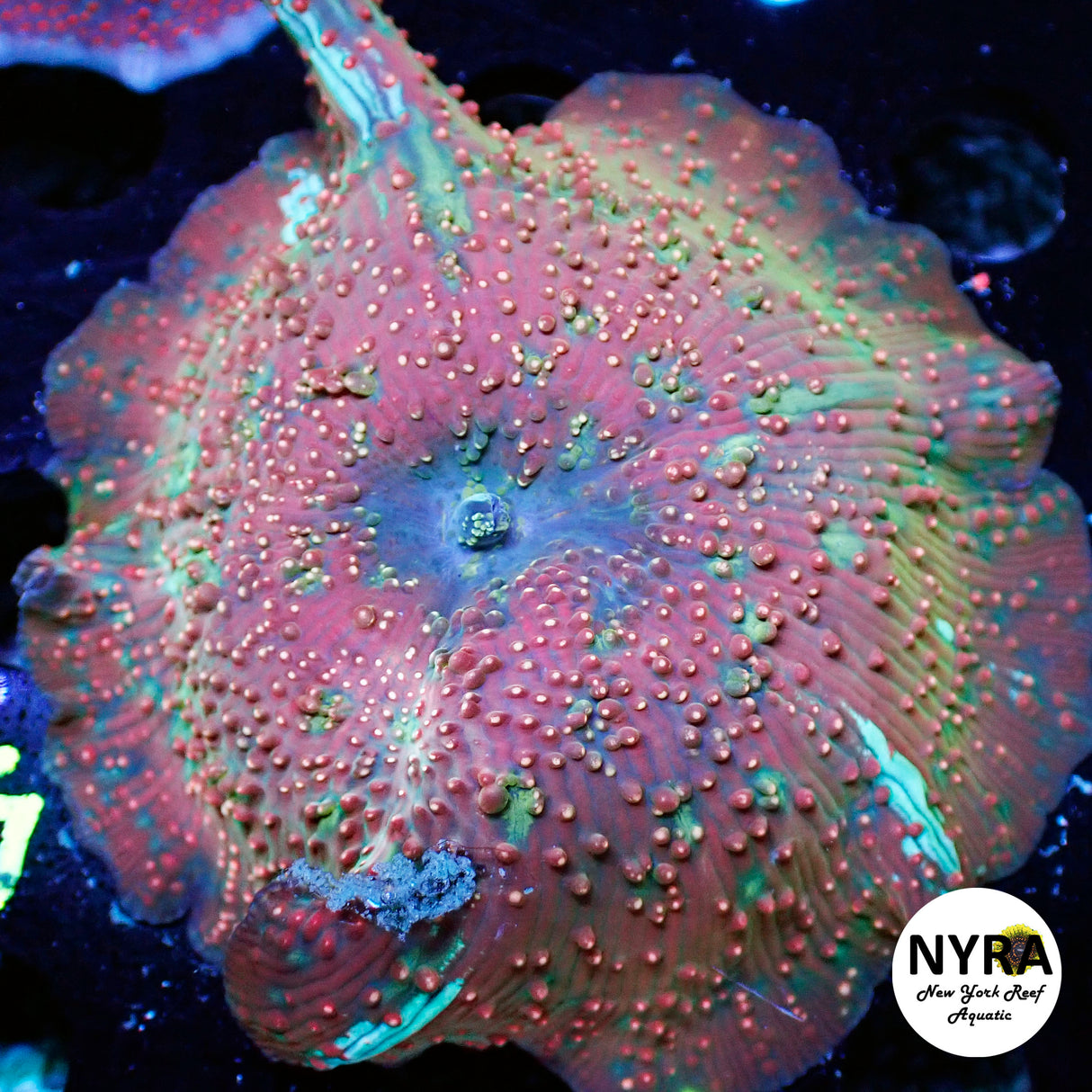 NYRA Magic Trick Mushroom XL FT1SUAF1