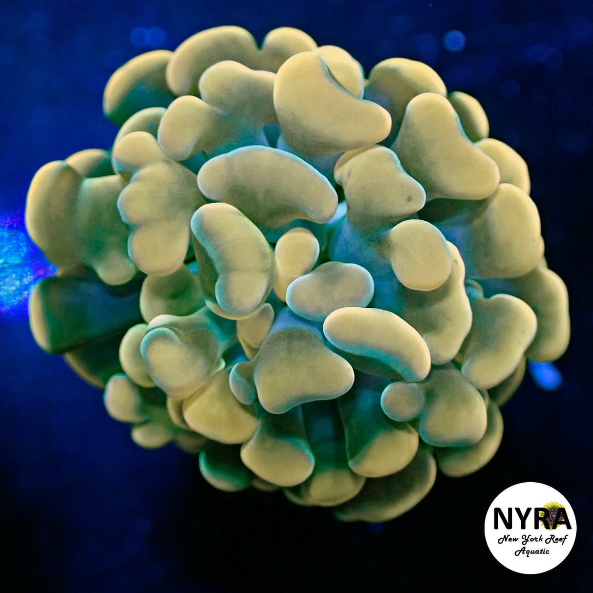NYRA HolyGrail Hammer