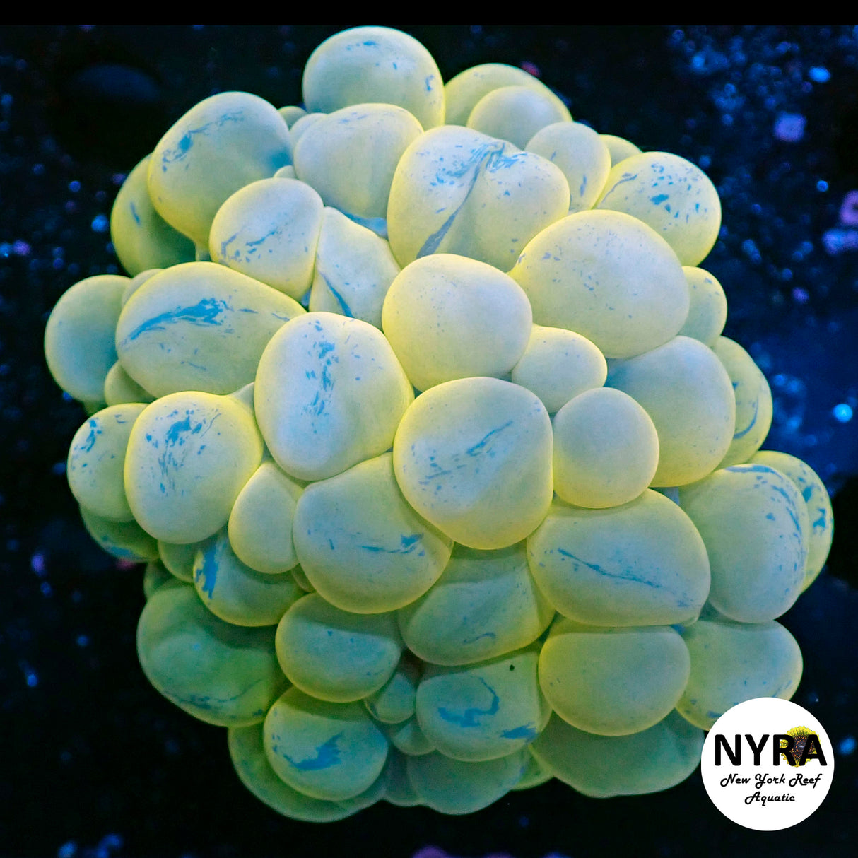 WYSIWYG Yellow Tinted Toxic Splatter Bubble Coral