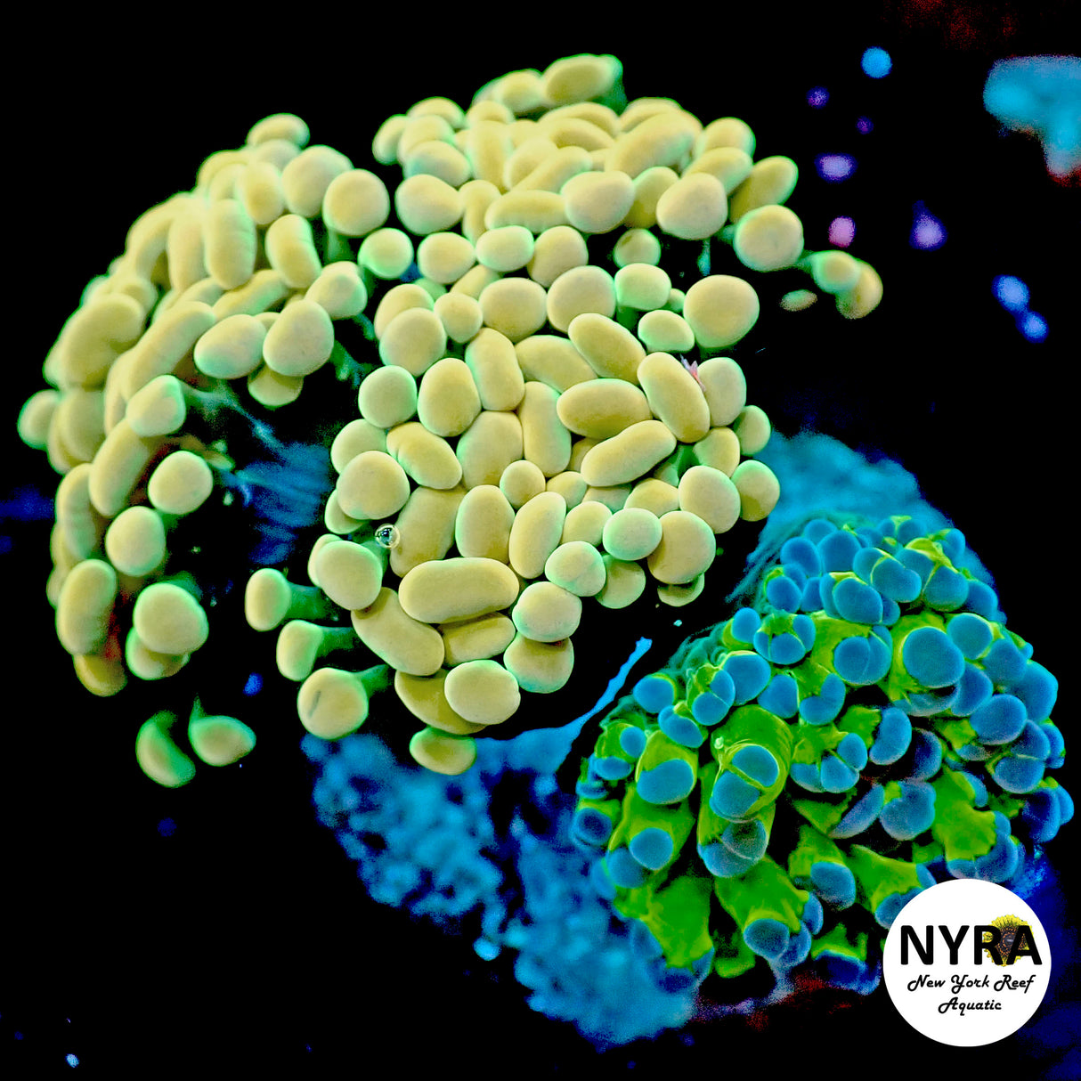 NYRA Combo 3 Head Yellow Hammer Blue Tip Frogspawn
