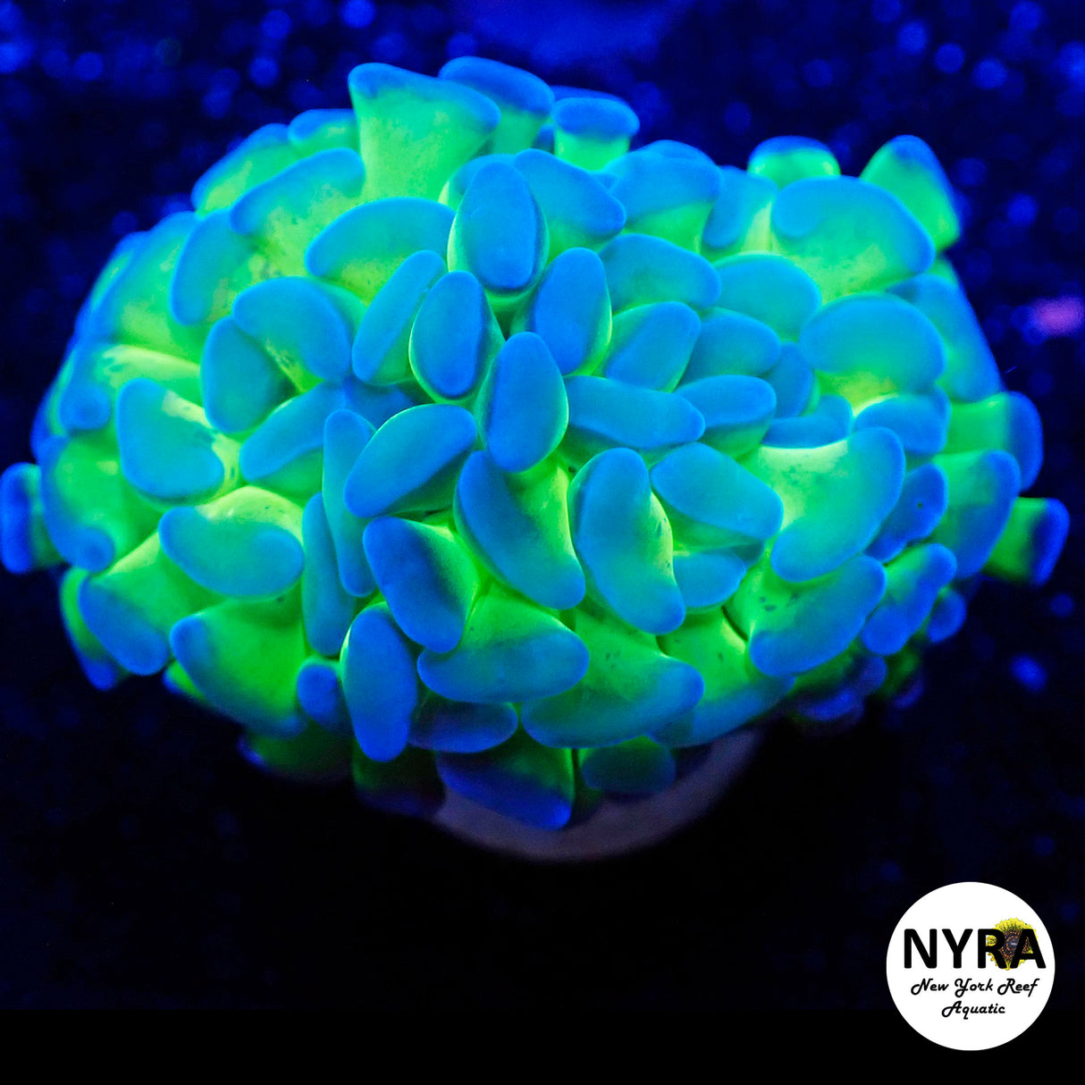 NYRA Blue Firefly Hammer 2 Head