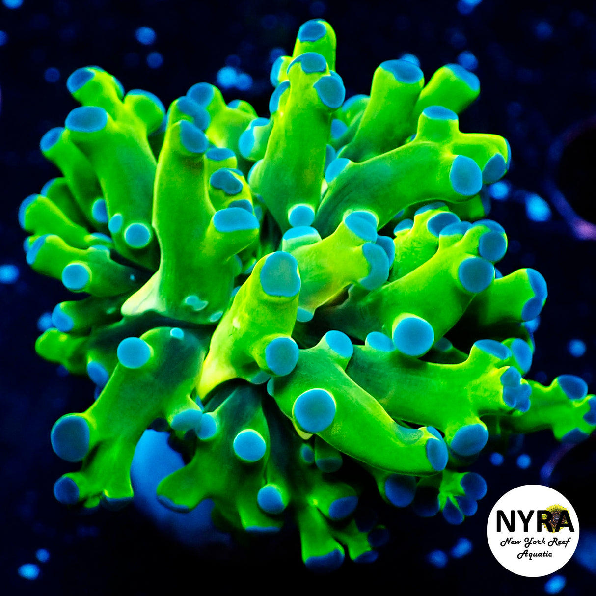Indo Bright Green Frogspawn