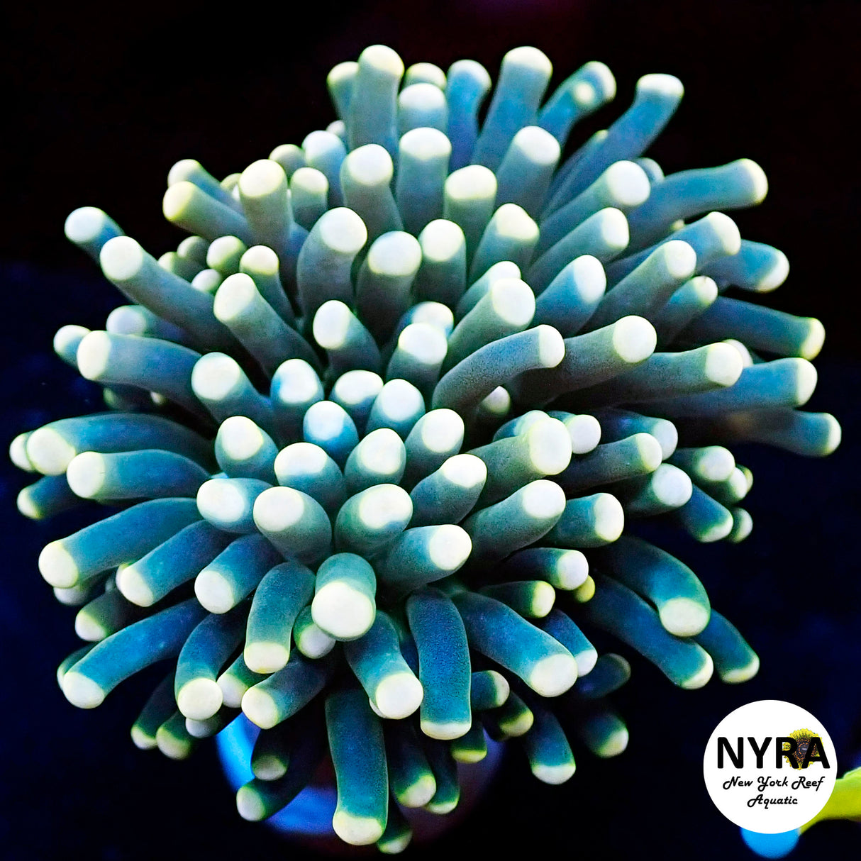 NYRA White Tip Joker Torch