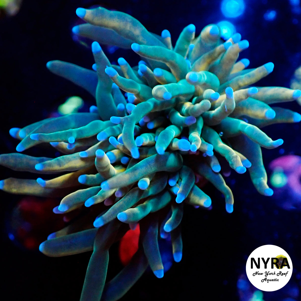 NYRA Forbidden Fruit Torch FT2K0112