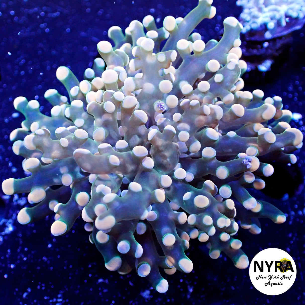 Peach Tip Frogspawn