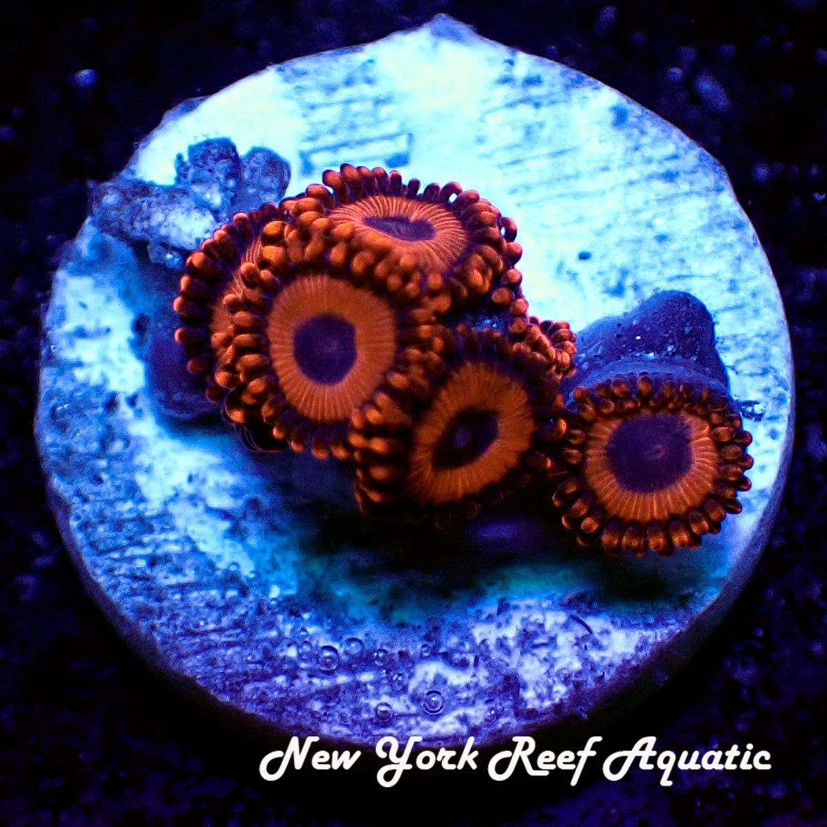 May WYSIWYG Coral Drop I Safe Cracker Zoanthid (_5090501_A1)
