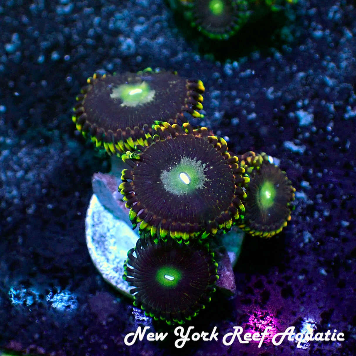 May WYSIWYG Coral Drop I Bozo Birthday Zoanthid (_5090503_A3)