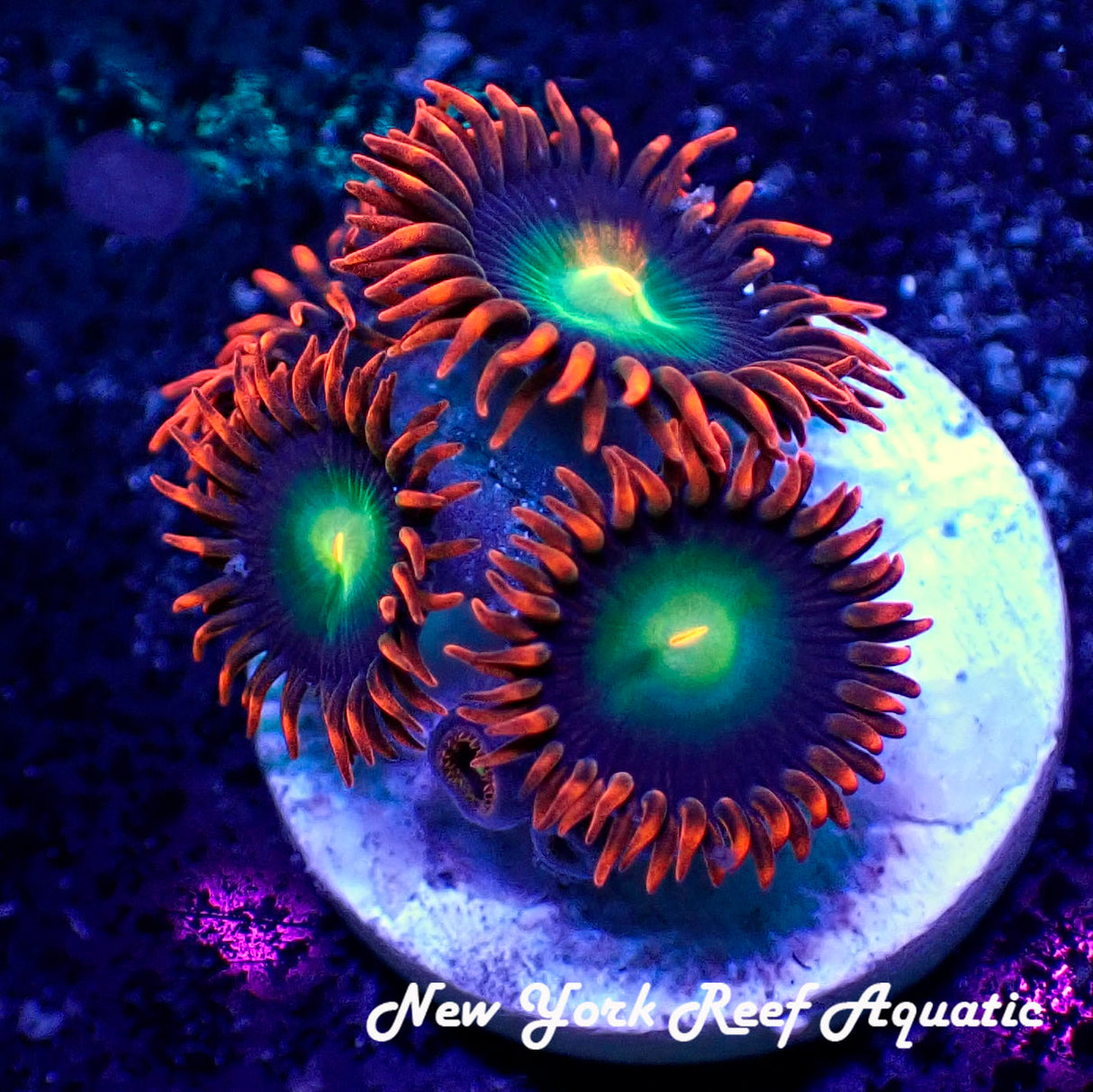 May WYSIWYG Coral Drop I Flaming Rainbow Red Zoanthid (_5090504_A4)