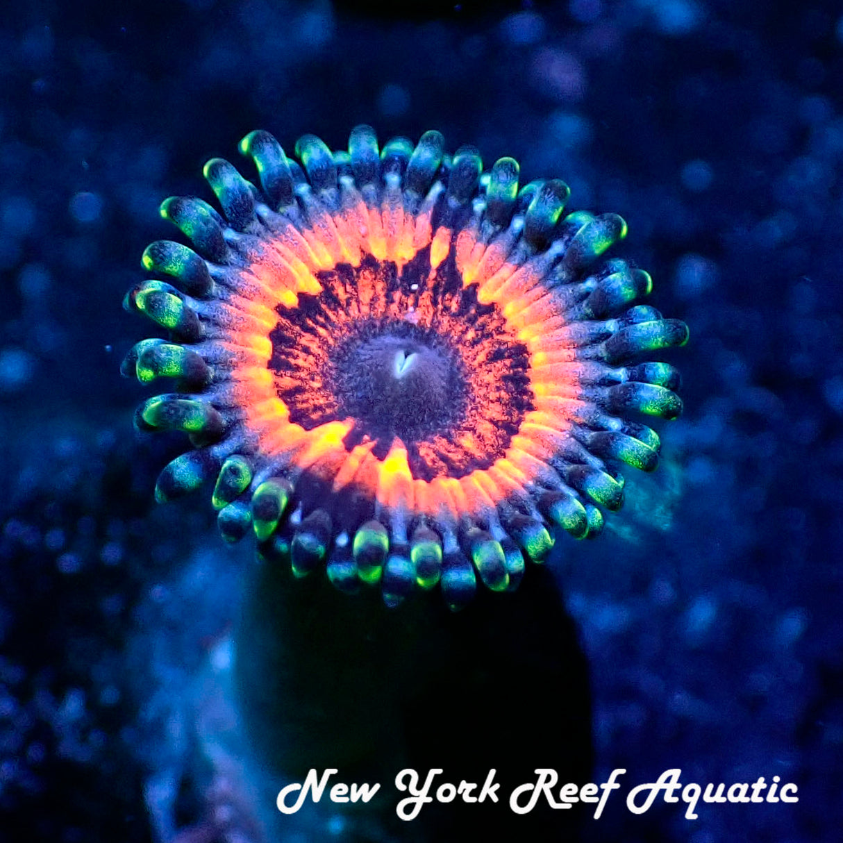 May WYSIWYG Coral Drop I Armageddon Zoanthid (_5090506_A6)