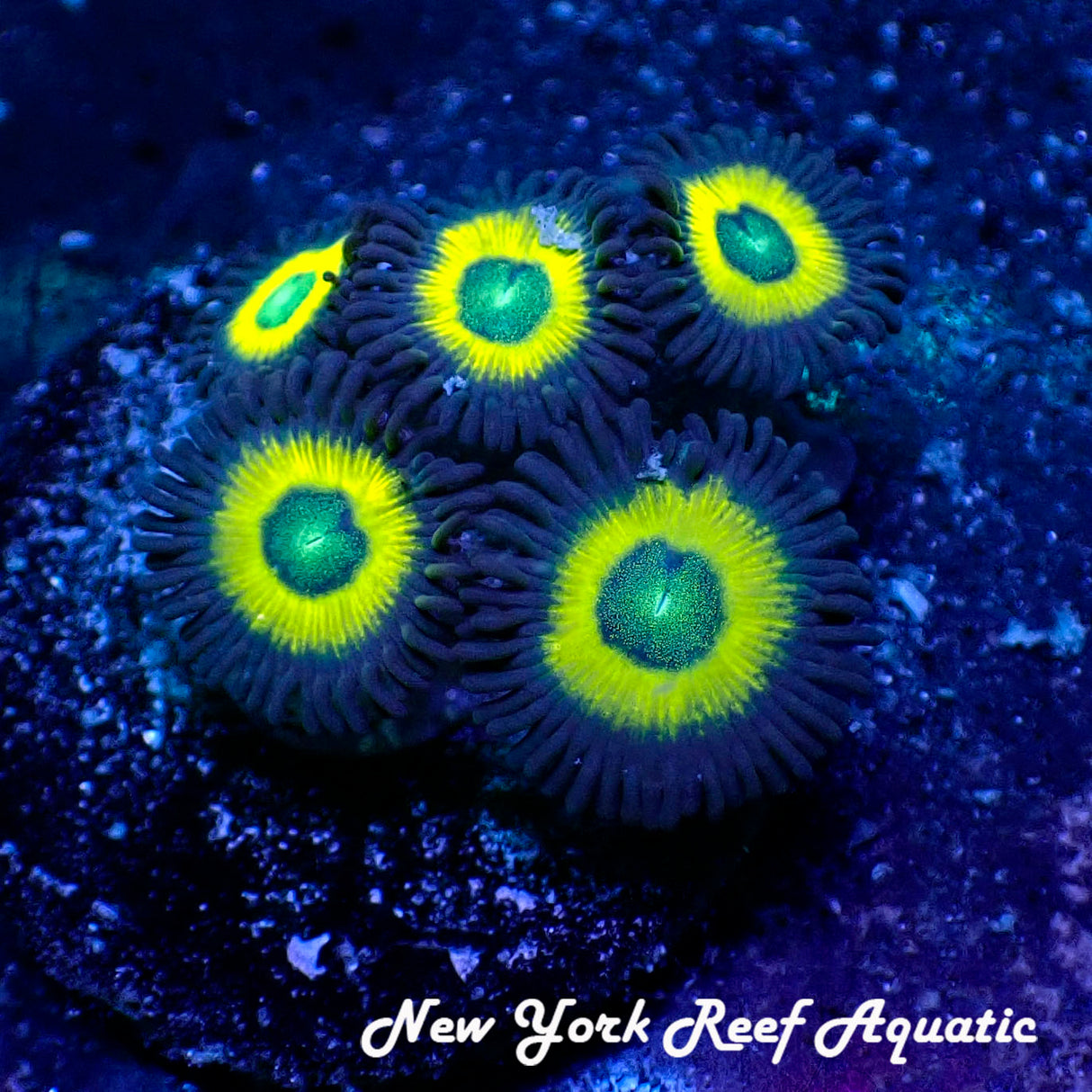 May WYSIWYG Coral Drop I Yellow Submarine Zoanthid (_5090507_A7)