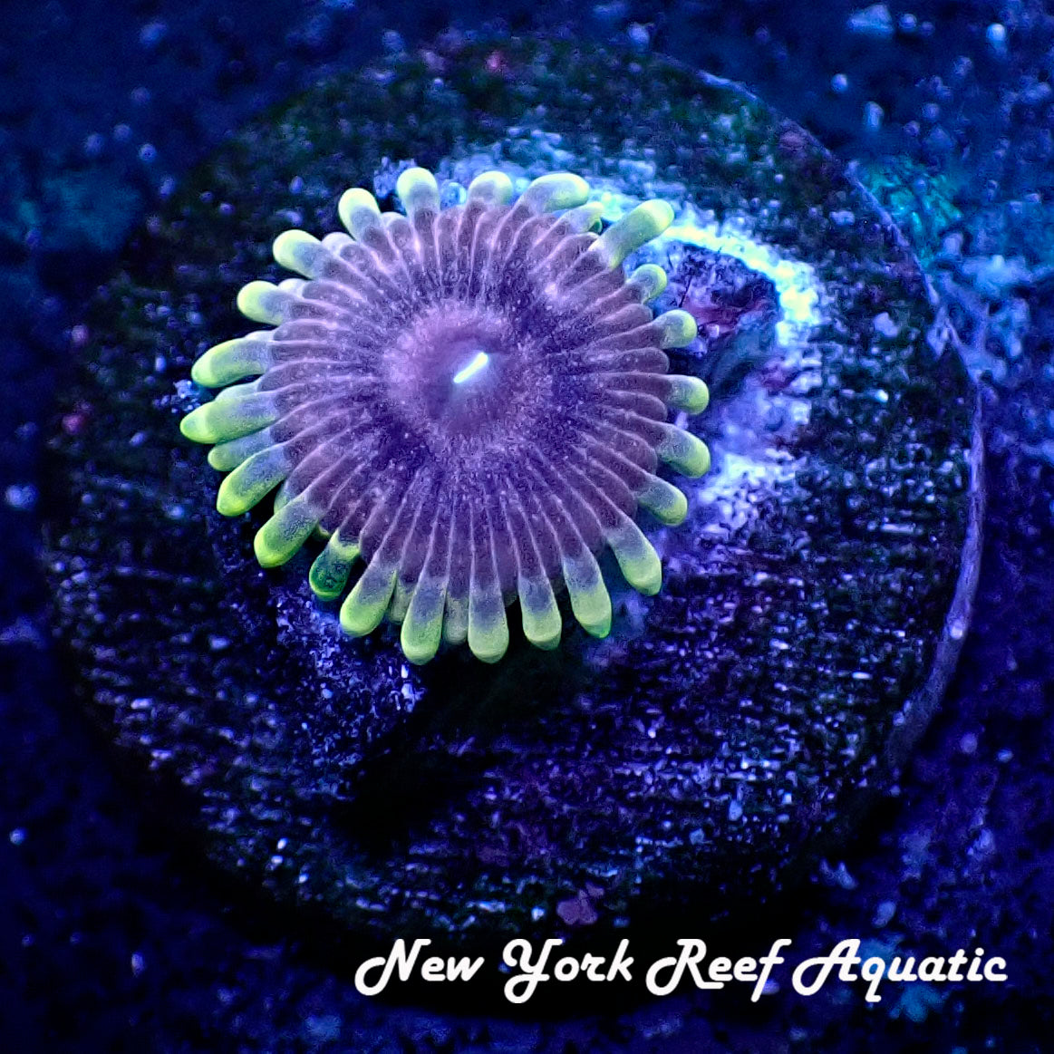 May WYSIWYG Coral Drop I Psychedelic Zoanthid (_5090513_B6)