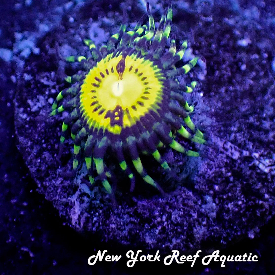 May WYSIWYG Coral Drop I Butt Muncher Zoanthid (_5090518_C4)