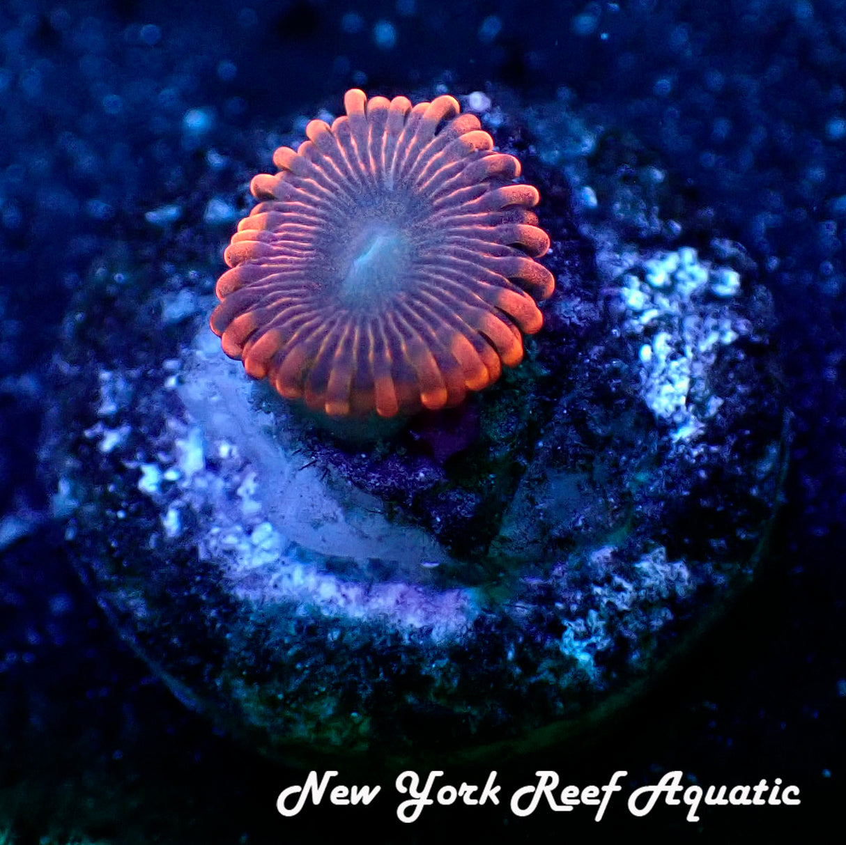 May WYSIWYG Coral Drop I Lunar Eclipse Zoanthid (_5090522_D1)