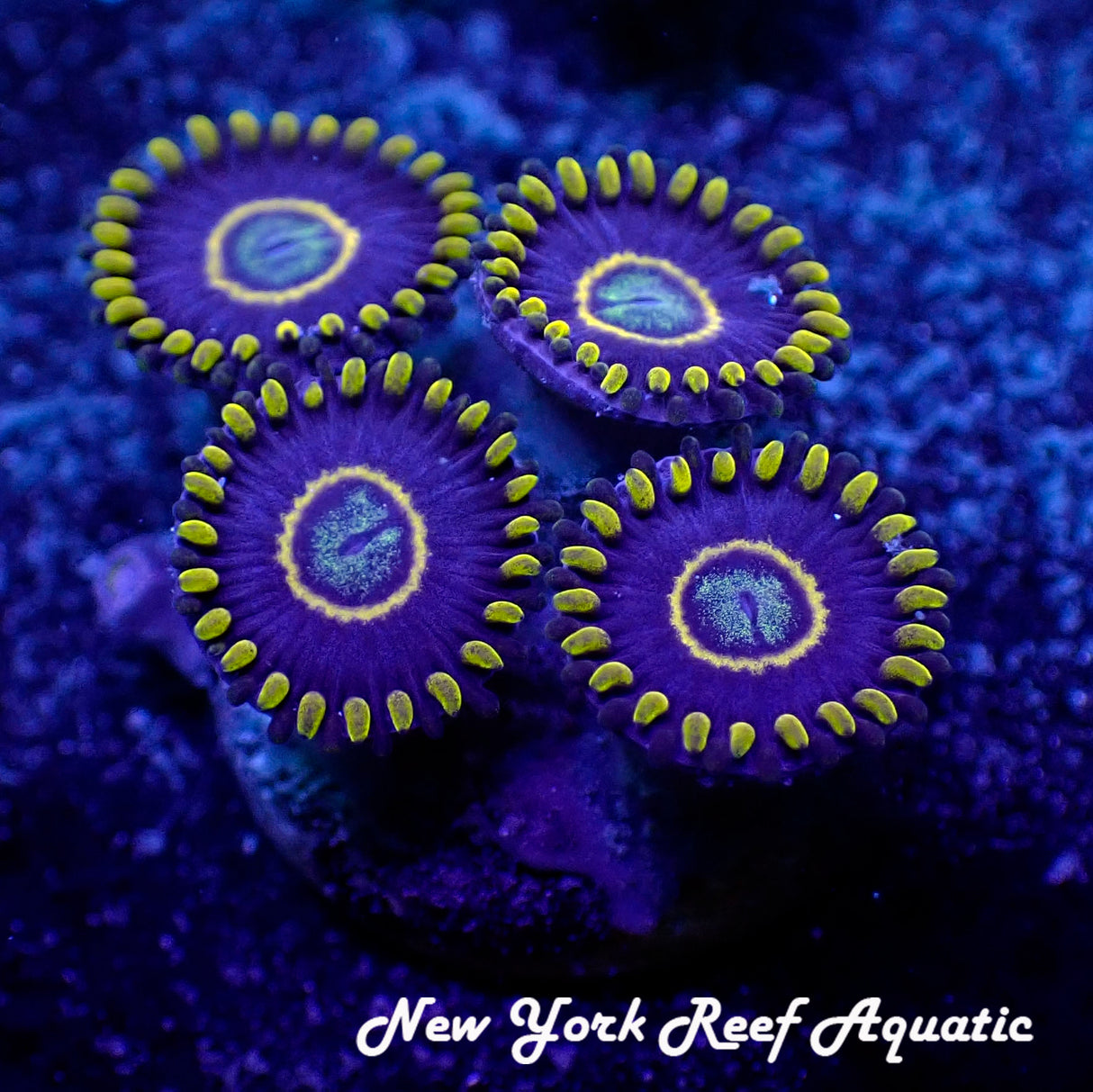 May WYSIWYG Coral Drop I Blue Hornet Zoanthid (_5090524_D3)