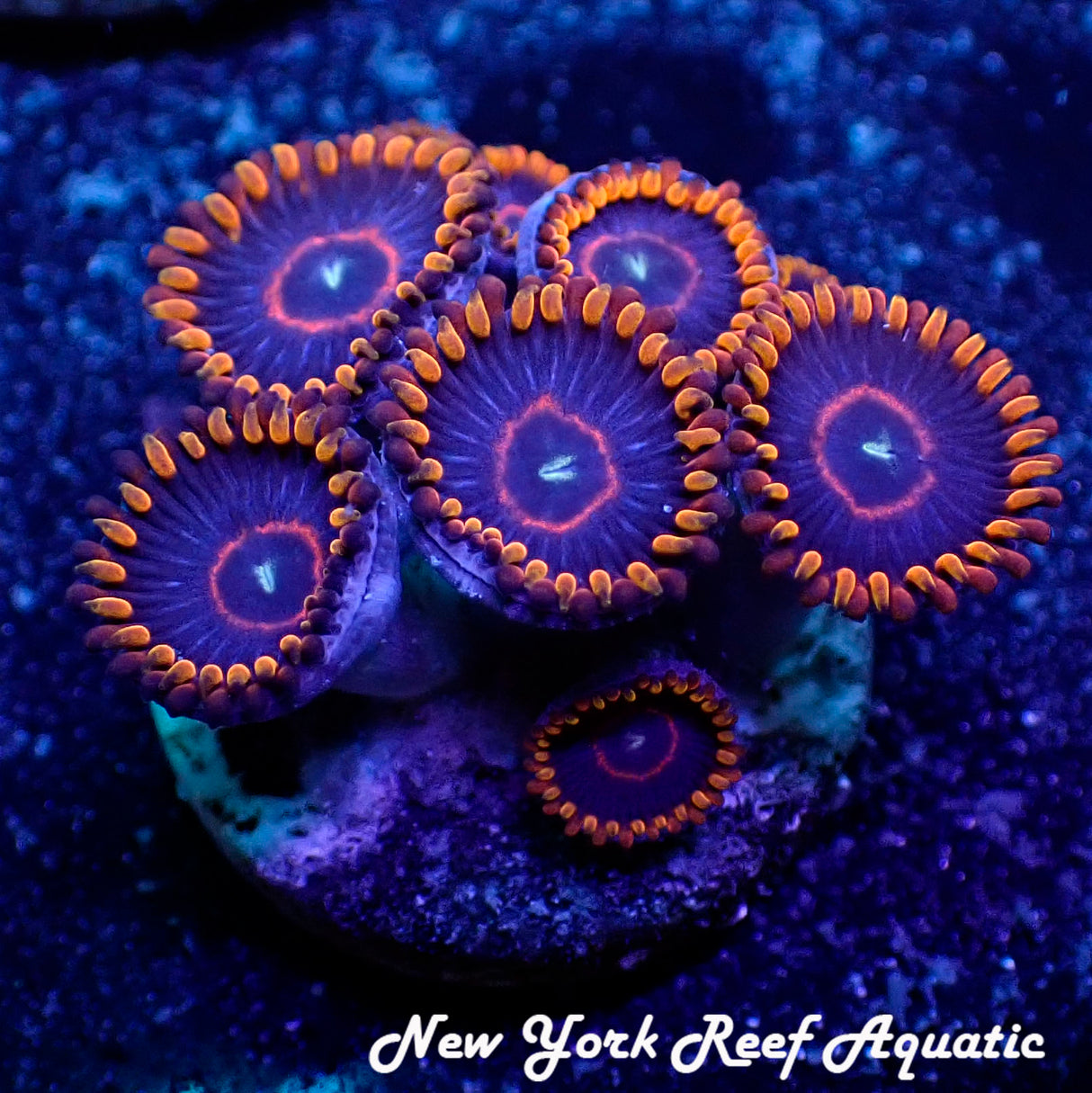 May WYSIWYG Coral Drop I Red Hornet Zoanthid (_5090528_D7)