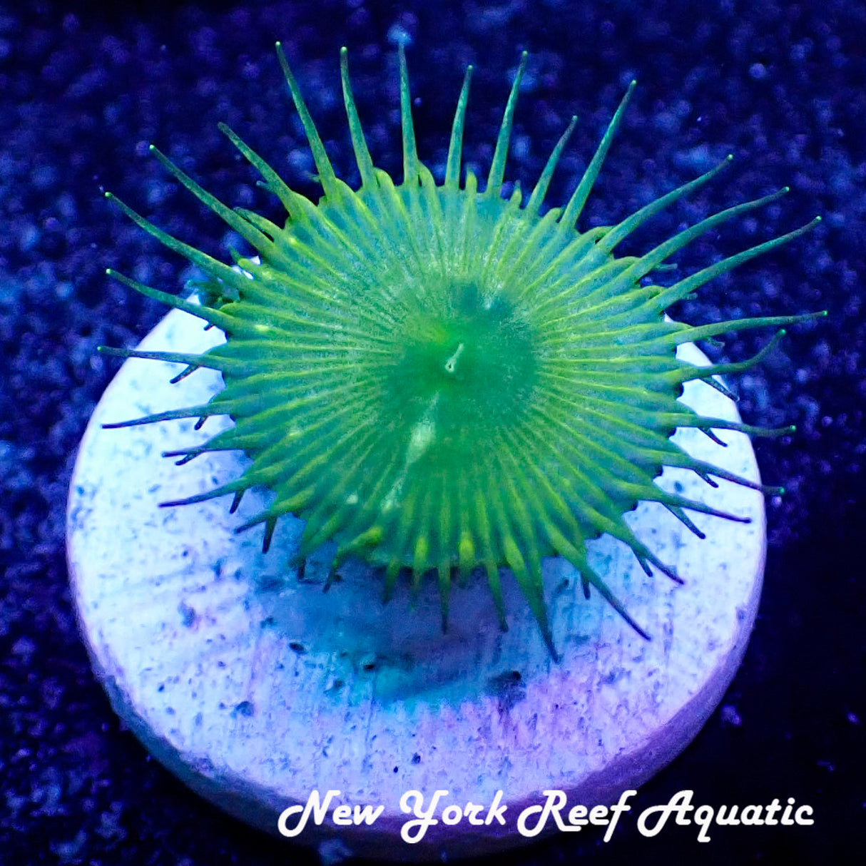 May WYSIWYG Coral Drop I Bunchut Zoanthid (_5090530_E2)