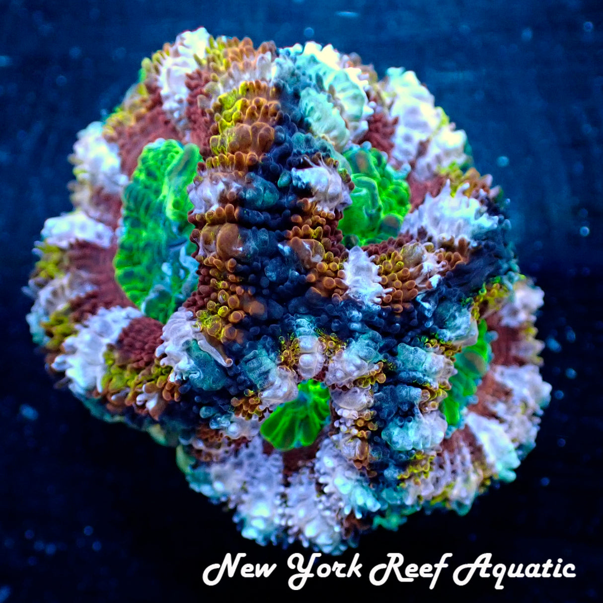 May WYSIWYG Coral Drop I NYRA Tiger Power Acan (_5090555_H6)