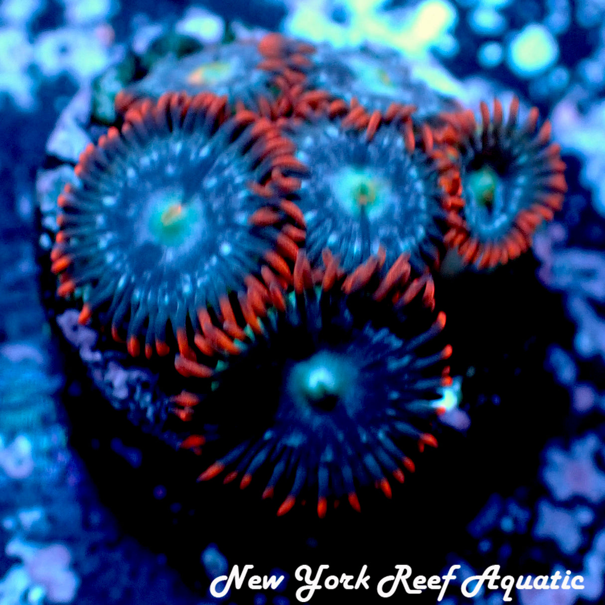 May WYSIWYG Coral Drop I Angry Bird Zoanthid (_5090568_J4)