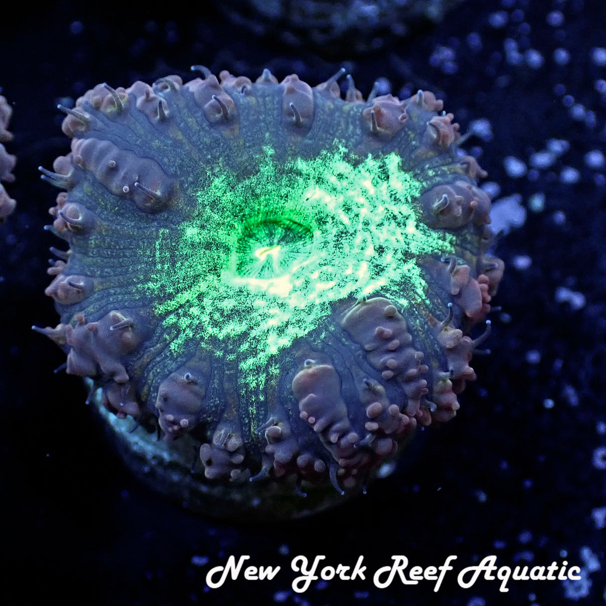 May WYSIWYG Coral Drop I Purple Merletti Blasto (_5090575_K4)