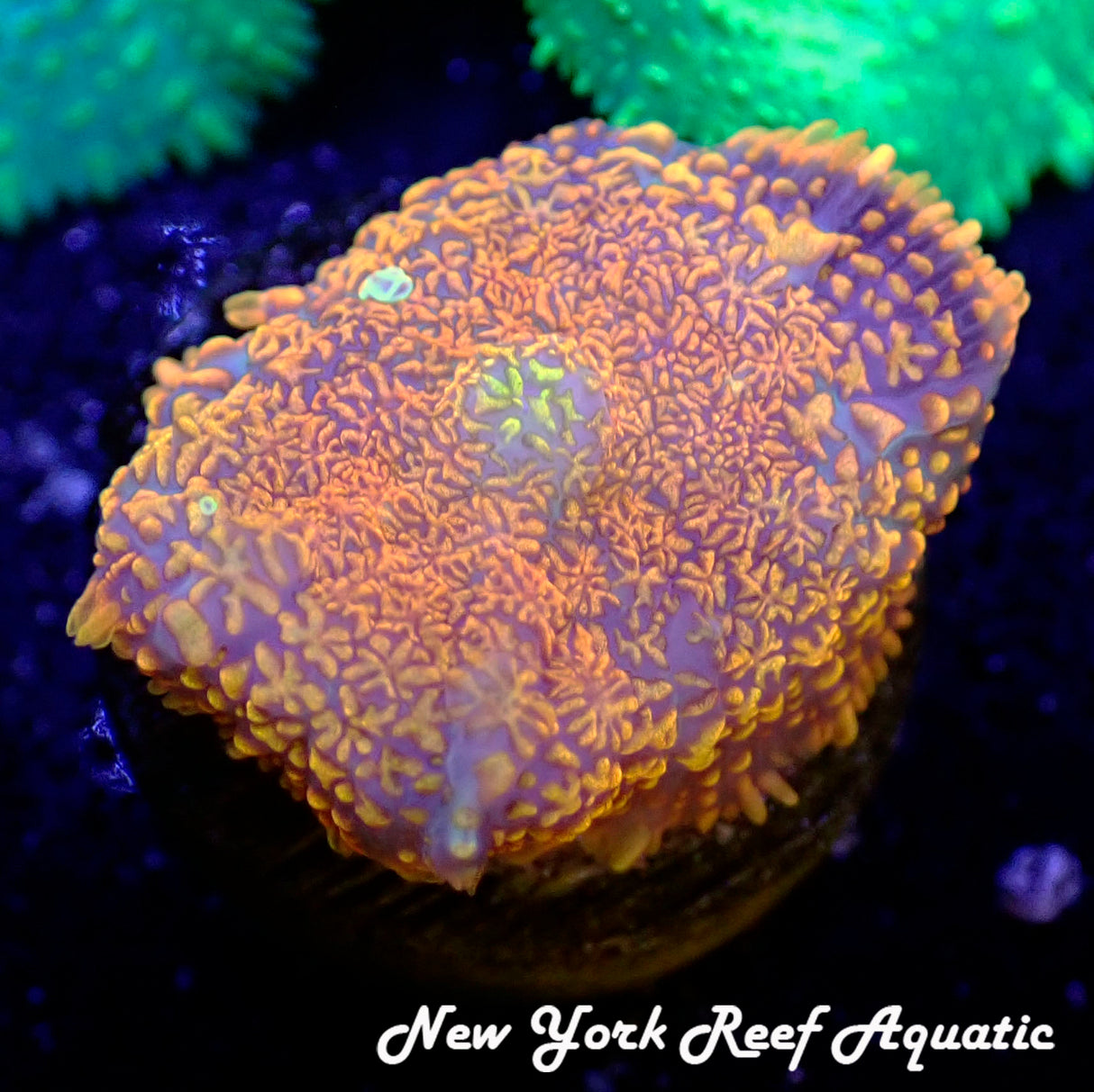 May WYSIWYG Coral Drop I Orange Rhodactis Mushroom (_5090579_L1)
