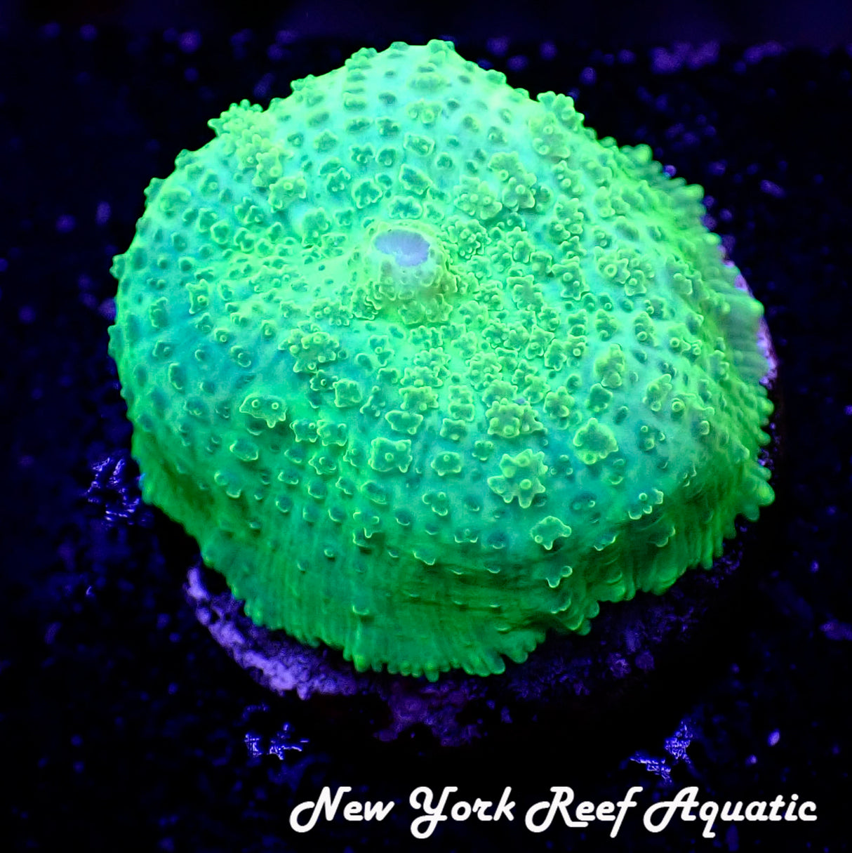May WYSIWYG Coral Drop I Lime Green Rhodactis Mushroom (_5090580_L2)