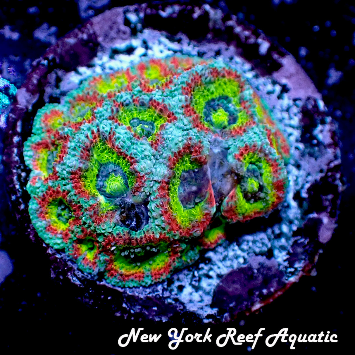 May WYSIWYG Coral Drop I Holy Grail Micromussa (_5090582_L4)