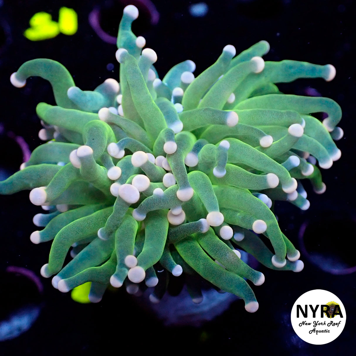 NYRA Pink Tip Candy Torch FT2N0118