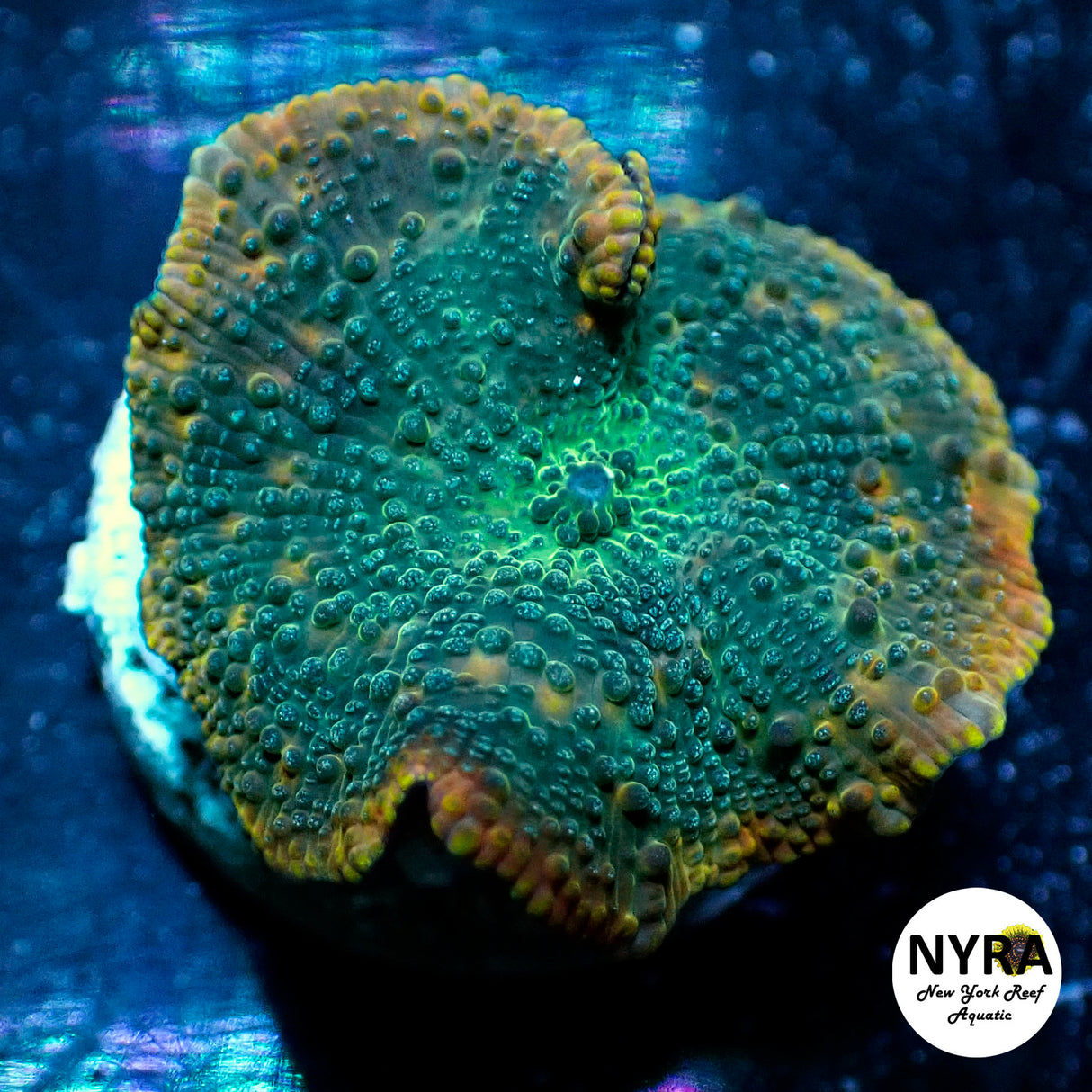 NYRA Alter Ego Mushroom