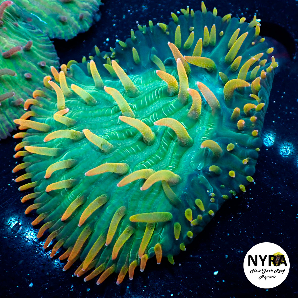 NYRA Scorching Sun Plate Frag ~3in fully open