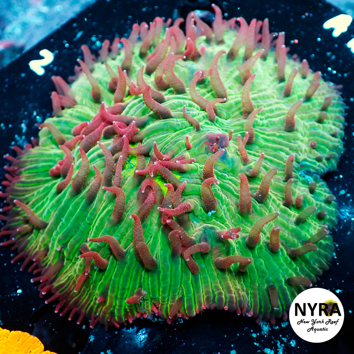 NYRA Bahama Skies Full Plate ~3.5in fully open