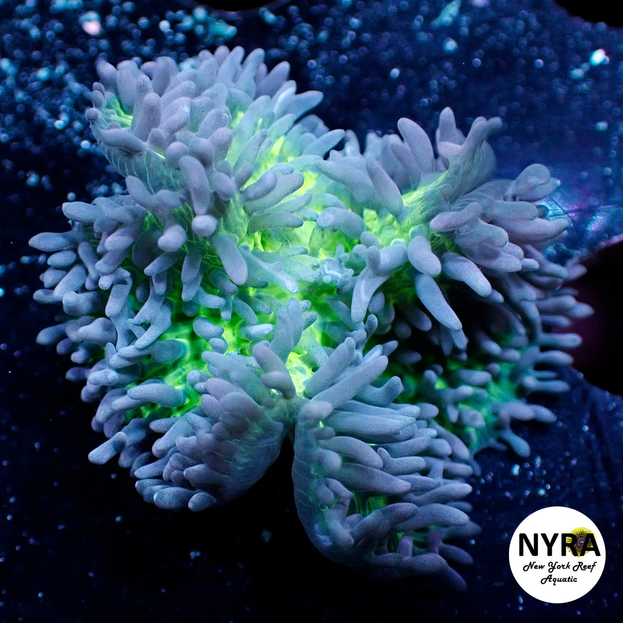 Purple and Green Hairy Mushroom (Copy)